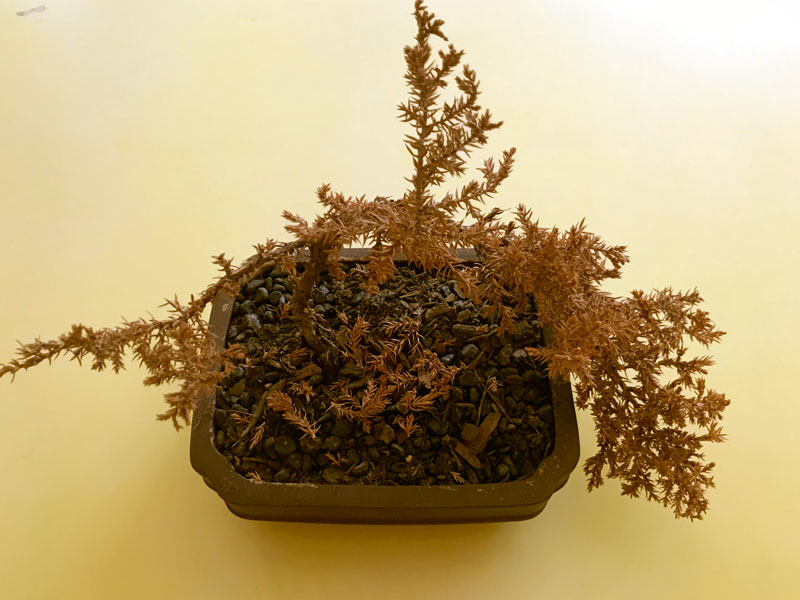 Bonsai Tree Turning Brown?